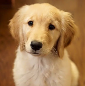 Meet your Posher, Lydia